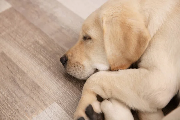 Schattige puppy slapen op de vloer — Stockfoto