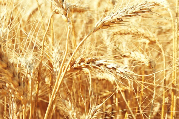 Pere d'oro di grano — Foto Stock