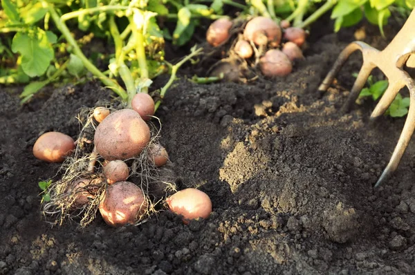 Aardappel plant met knollen — Stockfoto