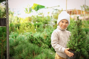 Yakışıklı Noel ağacı Market