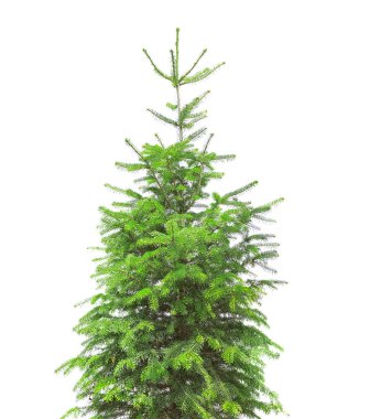 Beyaz zemin üzerine tencerede güzel köknar ağacı