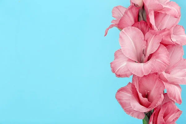 Gladiolus against trendy color background — Stock Photo, Image