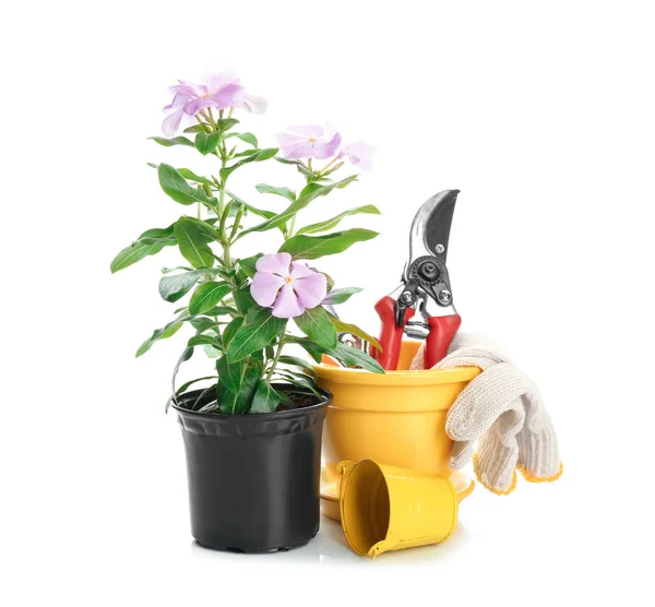 Composition with blooming houseplant and gardening tools on white background — Stock Photo, Image