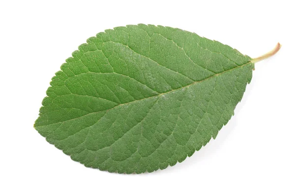 Hoja de ciruela verde —  Fotos de Stock