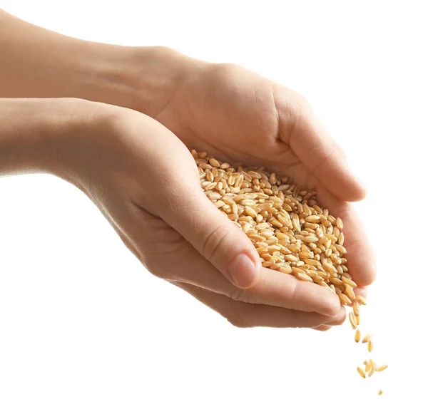 Woman's hands pouring wheat grains on white background — Stock Photo, Image