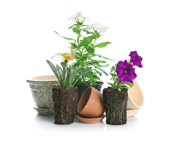 Blooming plants and flowerpots — Stock Photo, Image