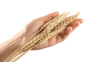 Beyaz arka plan üzerinde buğday dokunmadan kadın eli