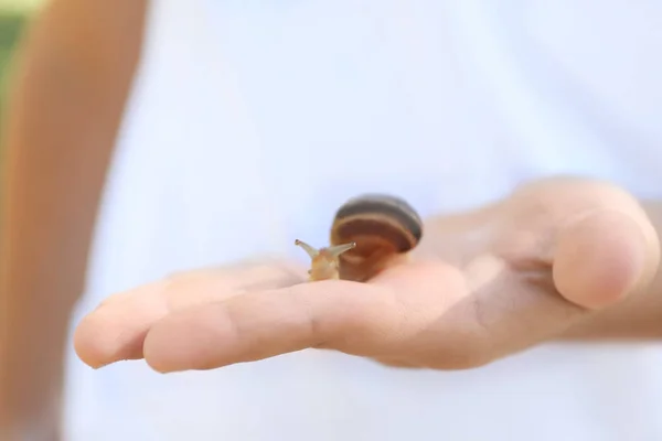 Enfant tenant un escargot, gros plan — Photo
