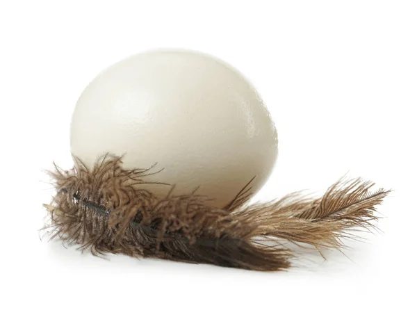 Devekuşu yumurta ve tüyleri beyaz zemin üzerine — Stok fotoğraf