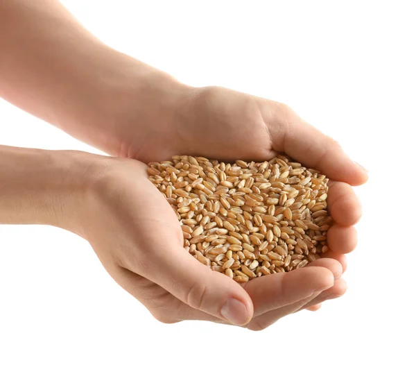 Mains de femme tenant des grains de blé sur fond blanc — Photo