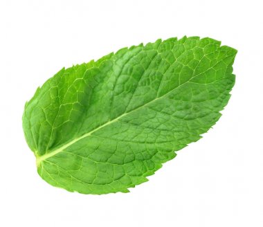Taze nane yaprağı