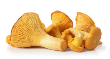 beyaz zemin üzerine chanterelles