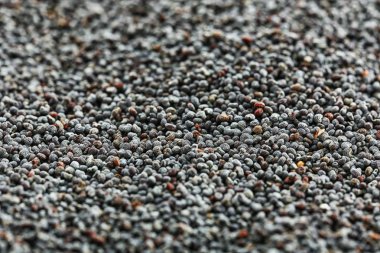 olgun haşhaş tohumları 