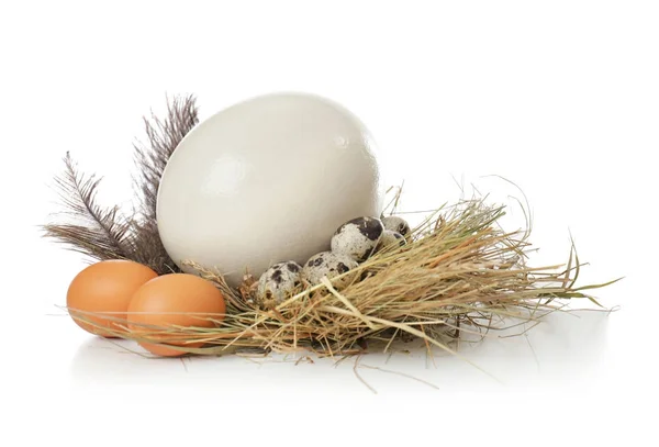 Samenstelling met struisvogel, kip en kwartel eieren — Stockfoto