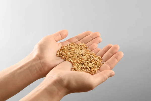 Mani di donna che tengono i chicchi di grano su sfondo grigio — Foto Stock