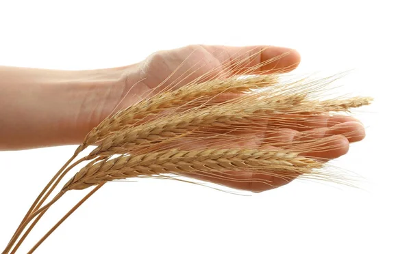 Woman's hand touching wheat on white background — Stock Photo, Image