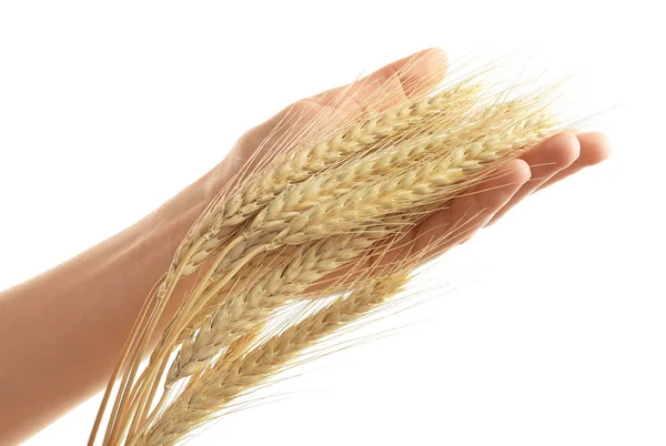Woman's hand touching wheat on white background — Stock Photo, Image