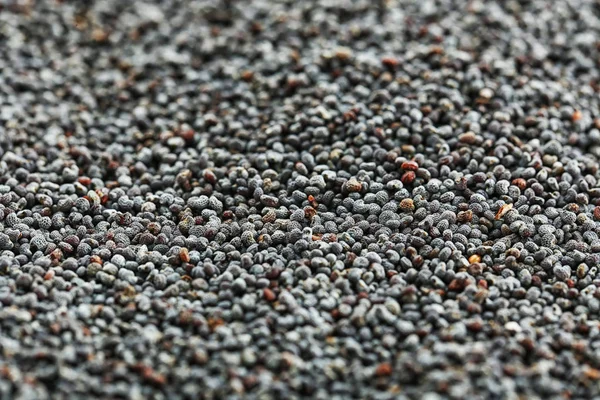 olgun haşhaş tohumları 