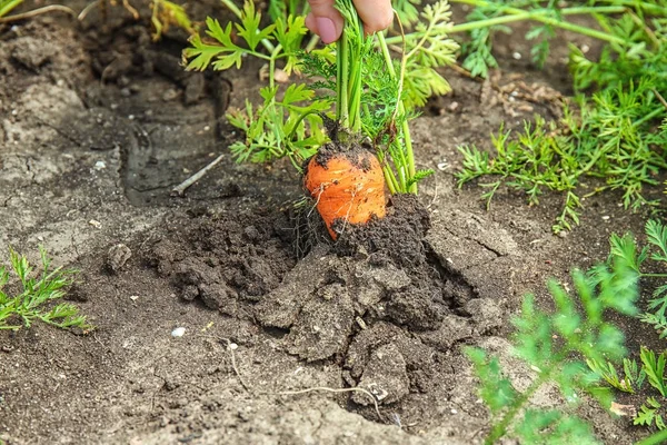 Landwirt pflückt reife Karotten — Stockfoto