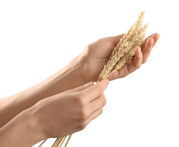 Ruce držící pšenice — Stock fotografie