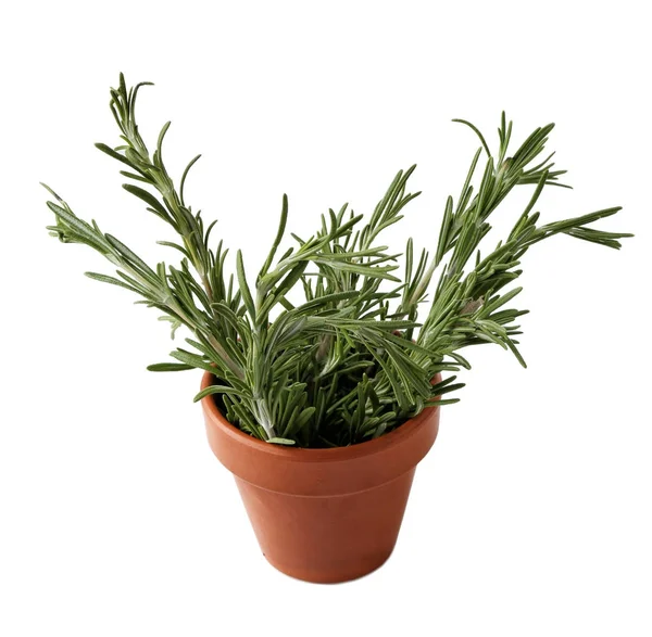 Rosemary plant in pot on white background Stock Picture