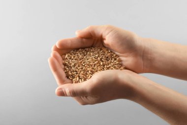 Buğday taneleri üzerinde tutan kadının elleri arka plan gri