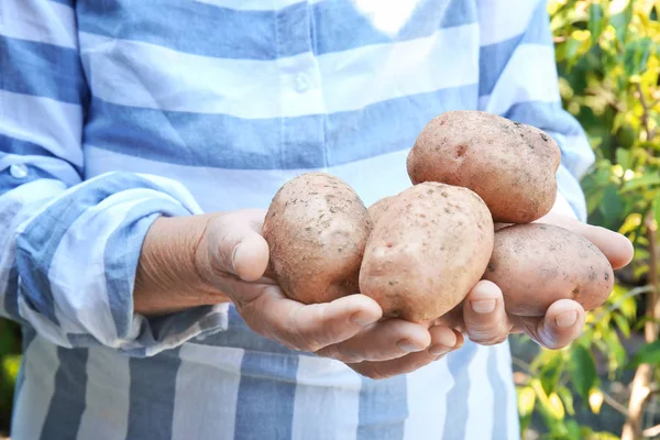 Женщина-фермер держит свежий картофель — стоковое фото