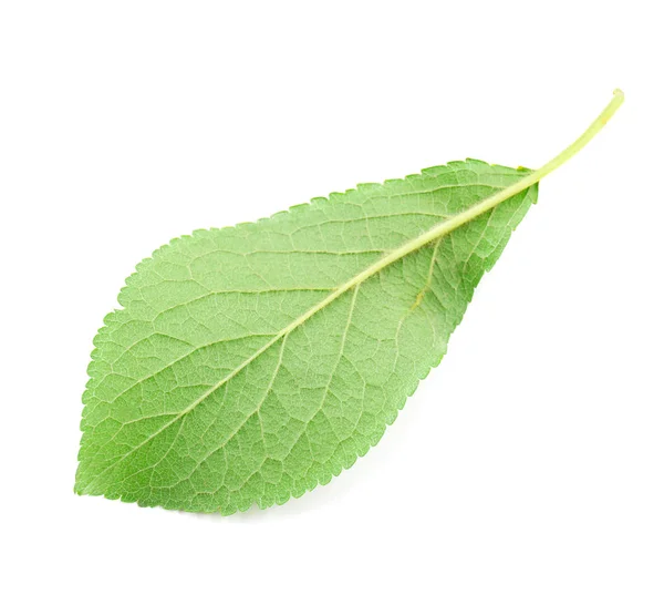 Folha de ameixa verde — Fotografia de Stock