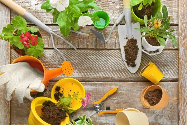 Plantas y herramientas de jardinería — Foto de Stock