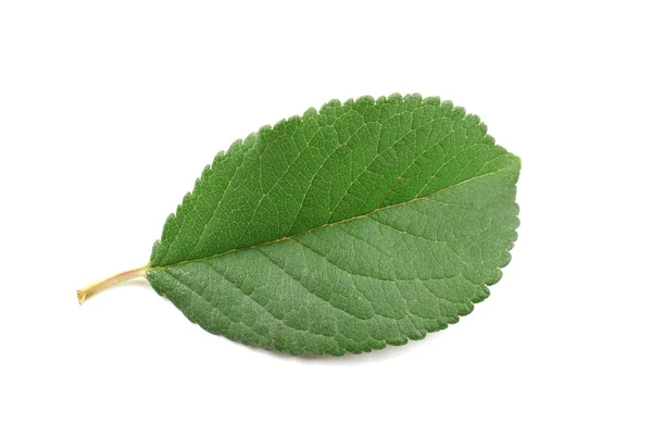 Hoja de ciruela verde — Foto de Stock