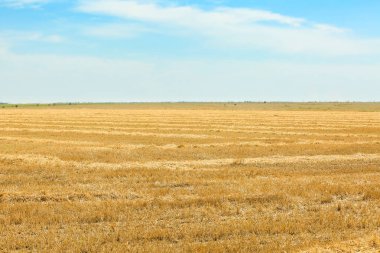 hasat sonra buğday alanı