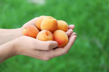 Kadın tutarak taze kayısı 