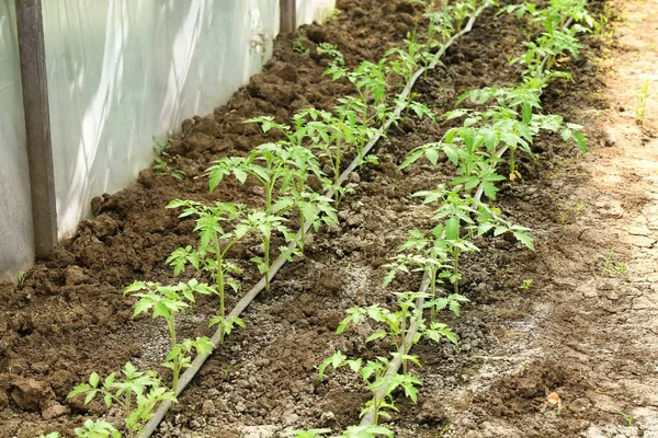 Rows of plants in greenhouse — Stock Photo, Image