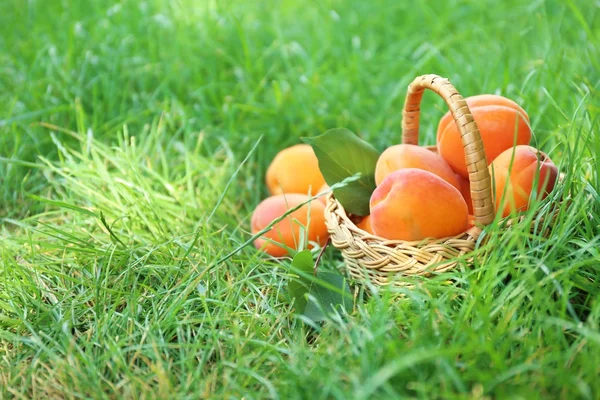 Çimenlerin üzerinde taze kayısı ile hasır sepet