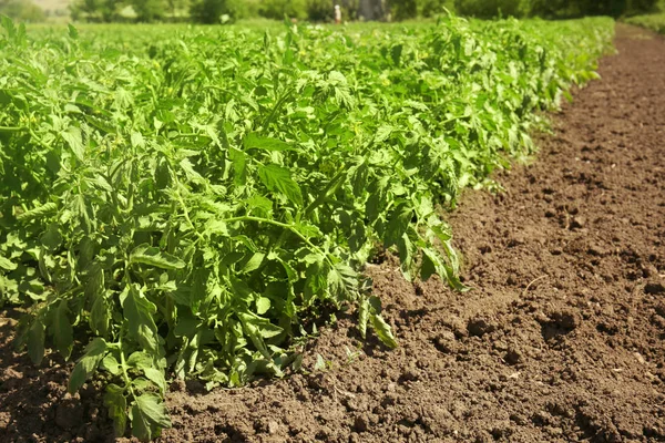 yeşil bitkiler ile alan 