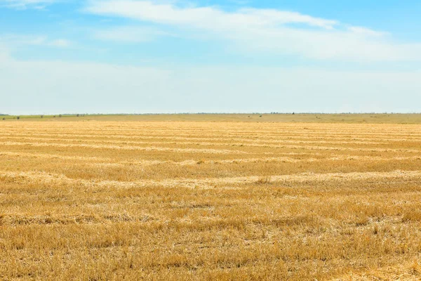 hasat sonra buğday alanı