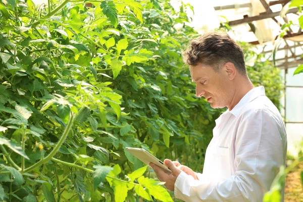 Landwirt mit Tablet im Gewächshaus — Stockfoto