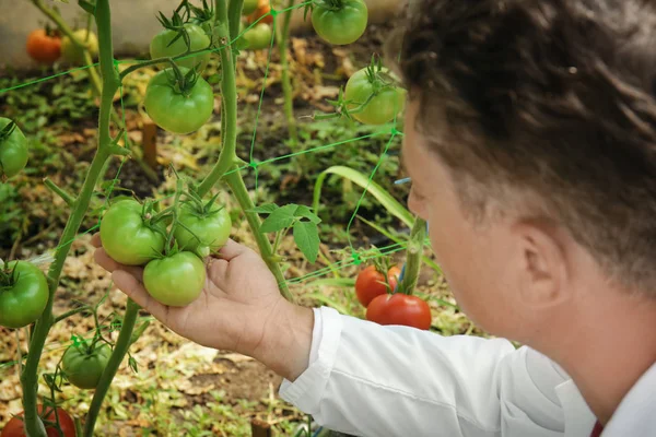 Agricultor com tomates em estufa, close-up — Fotografia de Stock