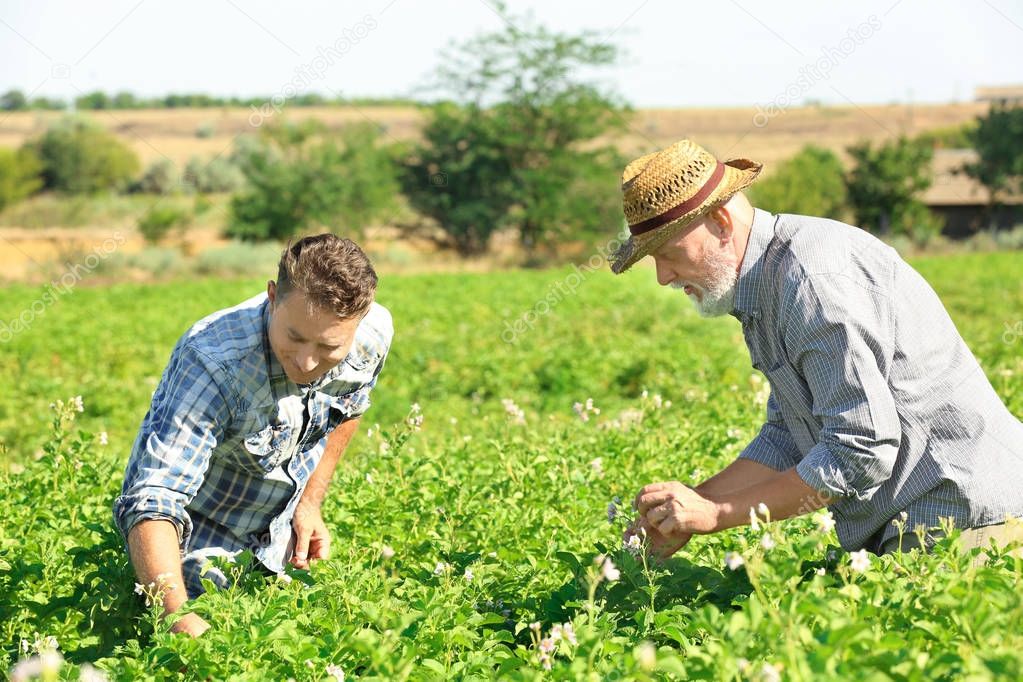 Two farmers working in field