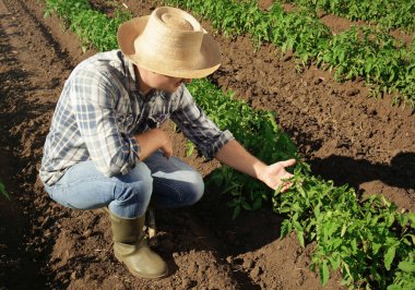 Tarlada çalışan çiftçi
