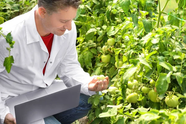 Volwassen landbouwproducent met gebruikmaking van laptop in kas met tomaten — Stockfoto