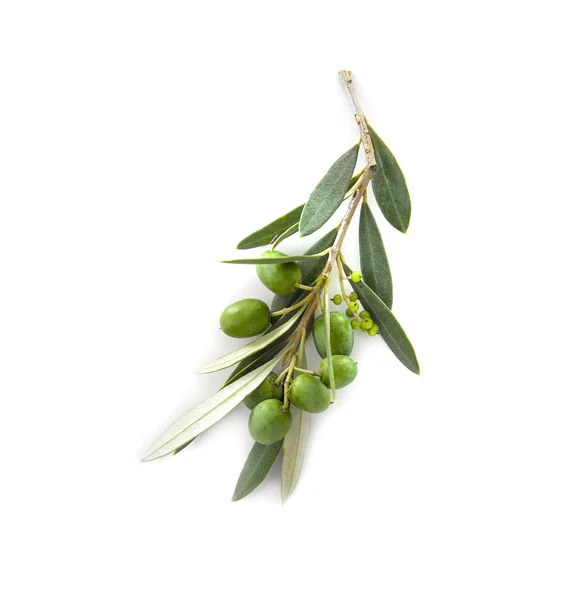 С листьями и оливками — стоковое фото