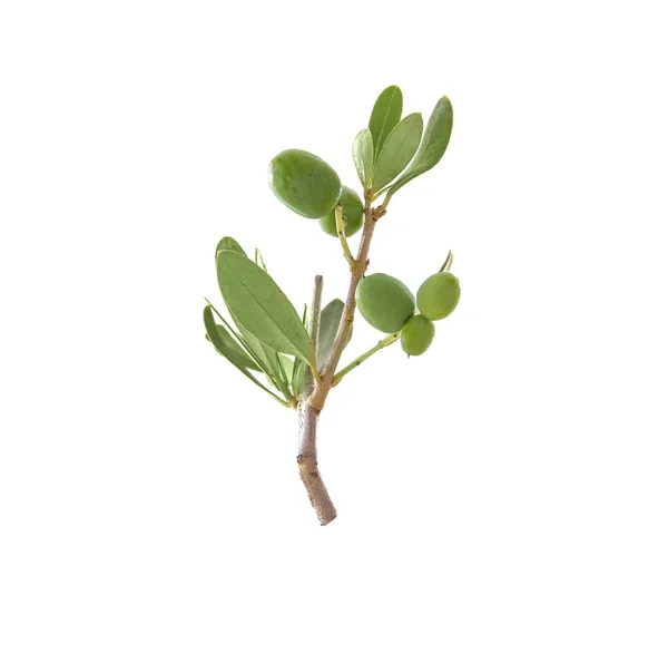 Větvička s listy a olivami — Stock fotografie