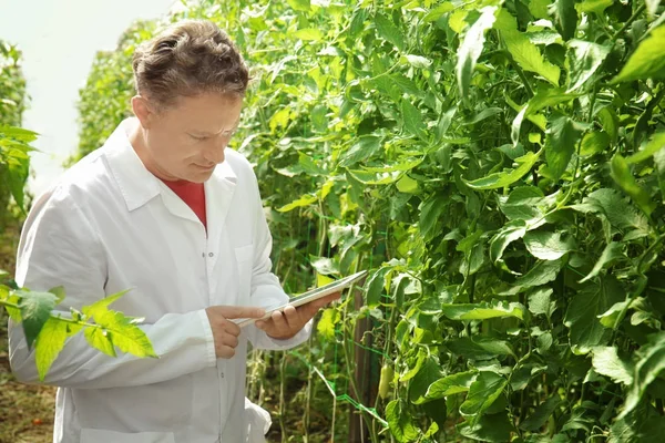 Agricultor com tablet em estufa — Fotografia de Stock
