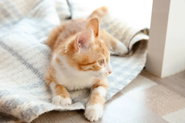 Cute little kitten — Stock Photo, Image