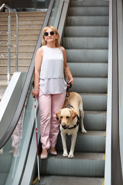 Rehber köpek yürüyen merdiven üzerinde kör kadınla