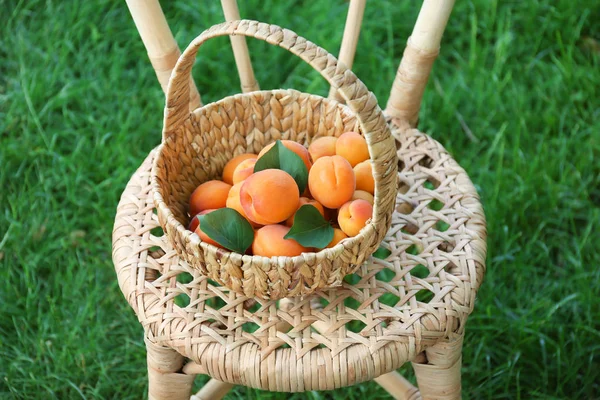 Korg med färska aprikoser — Stockfoto