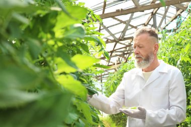 Olgun çiftçi sera içinde bitkilerin yaprakları kontrol
