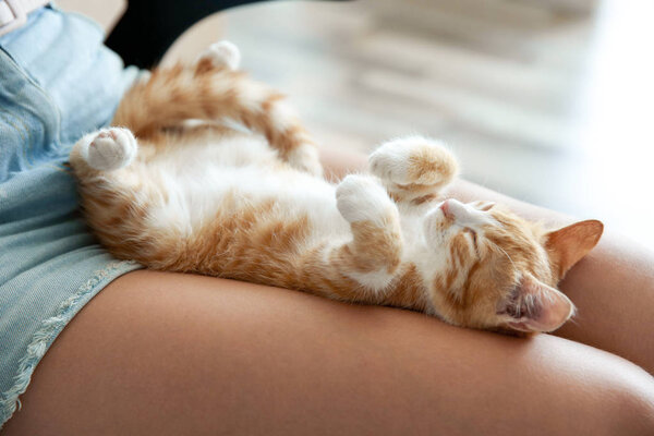 Cute little kitten — Stock Photo, Image