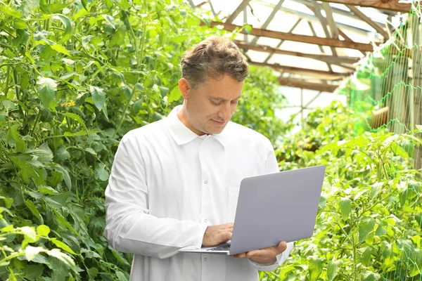 Agricultor maduro usando laptop em estufa — Fotografia de Stock
